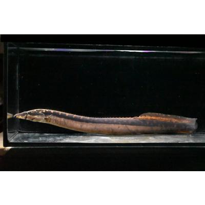 スパイニーイール（熱帯魚生体）｜観賞魚生体｜熱帯魚、アクアリウム