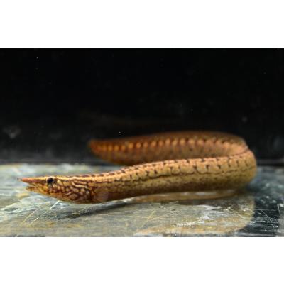 スパイニーイール（熱帯魚生体）｜観賞魚生体｜熱帯魚、アクアリウム