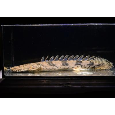 ポリプテルスエンドリケリーのおすすめ人気商品一覧 通販 - Yahoo