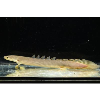 ポリプテルス・セネガルス ”ナイジェリア” 25cm± : WORLD RIVERS net