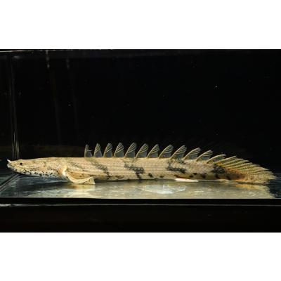 ポリプテルス 種類（鑑賞魚生体）｜熱帯魚、アクアリウム用品 | ペット