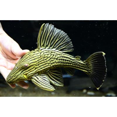 大きめ！ロイヤルプレコ(±17cm)