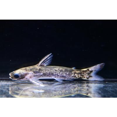 ブラジルナマズ剥製 ブラジル】アマゾン奥地！巨大ナマズとガチンコ対決【レッド