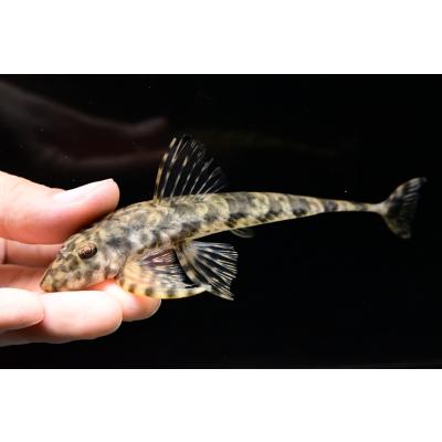 ブラジルナマズ剥製 ブラジルナマズ剥製