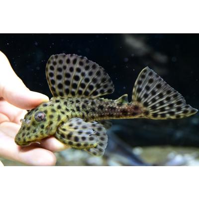 ブラジルナマズ剥製 ブラジルナマズ剥製