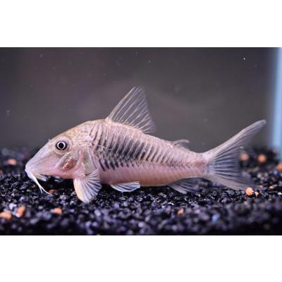 ブラジルナマズ剥製 WORLD RIVERS net - 南米産ナマズ・プレコ｜Yahoo!ショッピング