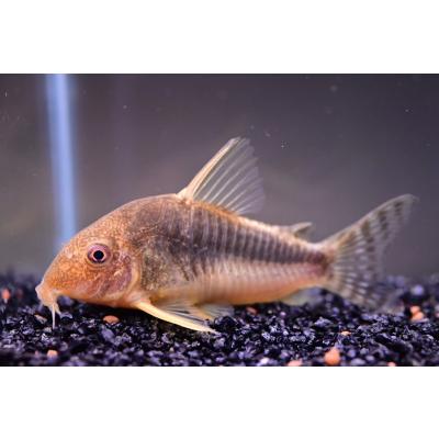 ブラジルナマズ剥製 WORLD RIVERS net - 南米産ナマズ・プレコ｜Yahoo!ショッピング