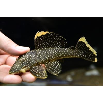 WORLD RIVERS net - 南米産ナマズ・プレコ｜Yahoo!ショッピング