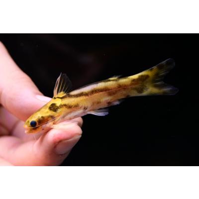 ブラジルナマズ剥製 WORLD RIVERS net - 南米産ナマズ・プレコ｜Yahoo!ショッピング