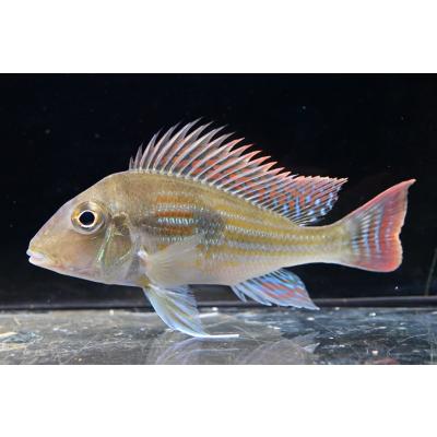 レッドゲオファーガスのおすすめ人気商品一覧 通販 - Yahoo!ショッピング