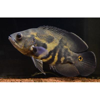 ワイルド オスカー 熱帯魚の商品一覧 通販 - Yahoo!ショッピング