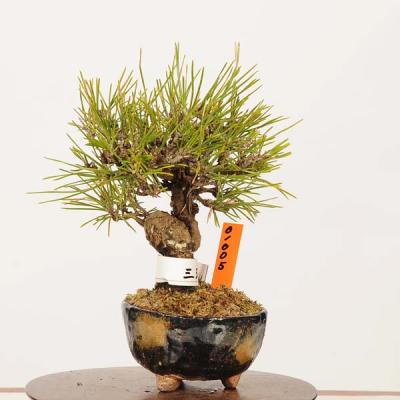 ミニ盆栽三河黒松のおすすめ人気商品一覧 通販 - Yahoo!ショッピング