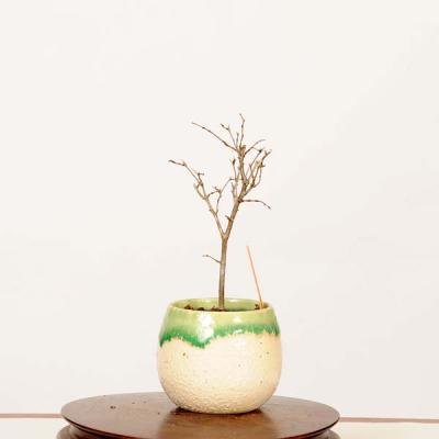 ケヤキ 盆栽のおすすめ人気商品一覧 通販 - Yahoo!ショッピング