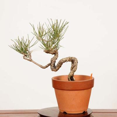 赤松盆栽のおすすめ人気商品一覧 通販 - Yahoo!ショッピング