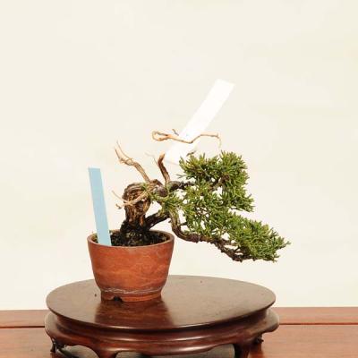 ミニ盆栽 真柏のおすすめ人気商品一覧 通販 - Yahoo!ショッピング