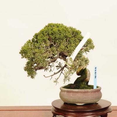 盆栽：特選糸魚川真柏 現品* しんぱく シンパク Sabina chinesis
