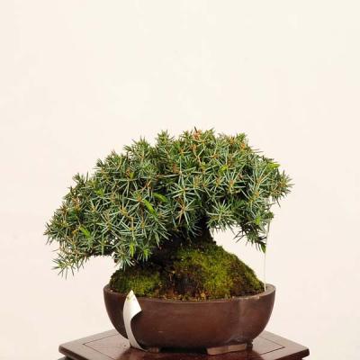 杜松 盆栽（盆栽、苔玉） | 花、ガーデニング のおすすめ人気商品一覧