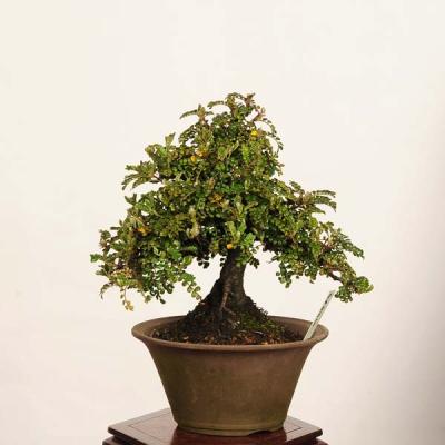 磯山椒のおすすめ人気商品一覧 通販 - Yahoo!ショッピング