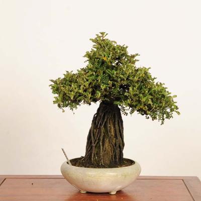 磯山椒のおすすめ人気商品一覧 通販 - Yahoo!ショッピング