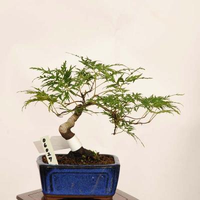 野村もみじ 盆栽のおすすめ人気商品一覧 通販 - Yahoo!ショッピング