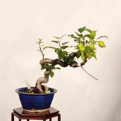 姫りんご（盆栽）｜盆栽、苔玉 | 花、ガーデニング の商品一覧 通販