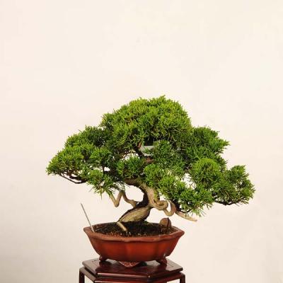 真柏盆栽糸魚川真柏の商品一覧 通販 - Yahoo!ショッピング