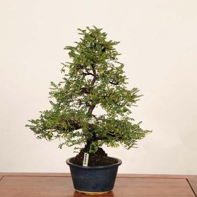 磯山椒の商品一覧 通販 - Yahoo!ショッピング