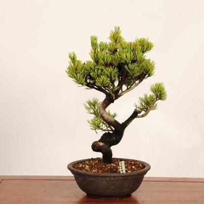 五葉松 瑞祥の商品一覧 通販 - Yahoo!ショッピング