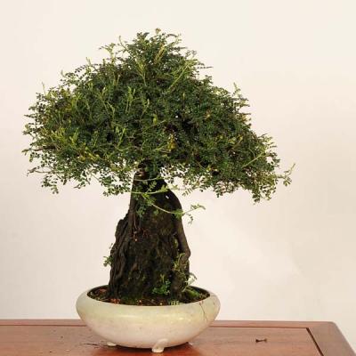 磯山椒の商品一覧 通販 - Yahoo!ショッピング
