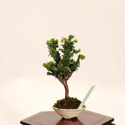 石化ヒノキの商品一覧 通販 - Yahoo!ショッピング