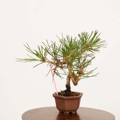 ミニ盆栽三河黒松のおすすめ人気商品一覧 通販 - Yahoo!ショッピング