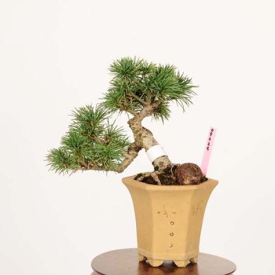 実生五葉松のおすすめ人気商品一覧 通販 - Yahoo!ショッピング