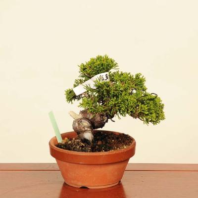 大特価！真柏糸魚川　優良素材　枝万力2個付き 大特価！真柏糸魚川 優良素材 枝万力2個付き