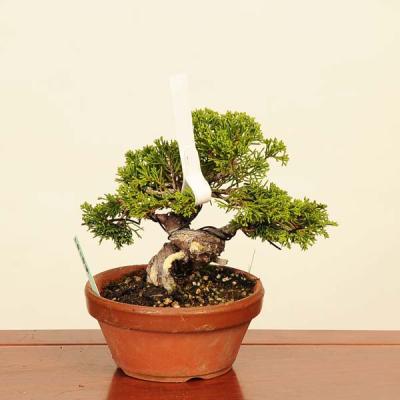 大特価！真柏糸魚川　優良素材　枝万力2個付き 大特価！真柏糸魚川 優良素材 枝万力2個付き