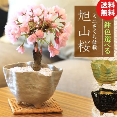 盆栽鉢の商品一覧 通販 - Yahoo!ショッピング 盆栽鉢の商品一覧 通販 - Yahoo!ショッピング