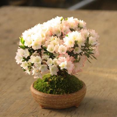 二本立ちの盆栽 苔付き 白鉢山ツツジ 3ac858a946e8e452a764601389f4cd