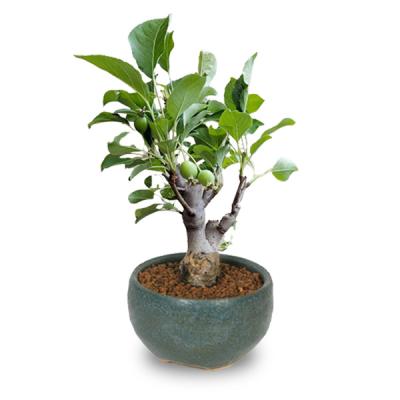 姫りんご（盆栽）｜盆栽、苔玉 | 花、ガーデニング の商品一覧 通販