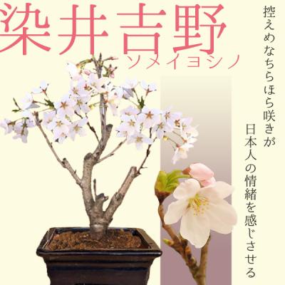 桜盆栽 ソメイヨシノのおすすめ人気商品一覧 通販 - Yahoo!ショッピング