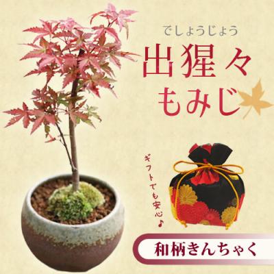 出猩々もみじの商品一覧 通販 - Yahoo!ショッピング 出猩々もみじの商品一覧 通販 - Yahoo!ショッピング