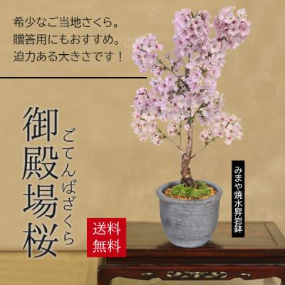 御殿場 桜 盆栽 御殿場 桜 盆栽のおすすめ人気商品一覧 通販 - Yahoo