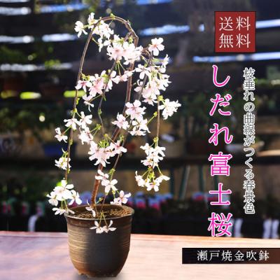 枝垂れ桜（盆栽）｜盆栽、苔玉 | 花、ガーデニング のおすすめ人気商品