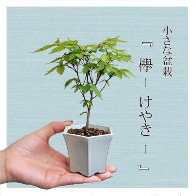 ケヤキ 盆栽（花、ガーデニング）のおすすめ人気商品一覧 通販 - Yahoo