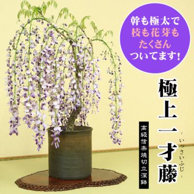 遊恵盆栽 Yahoo!店 - 藤盆栽｜Yahoo!ショッピング