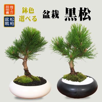 黒松盆栽素材のおすすめ人気商品一覧 通販 - Yahoo!ショッピング