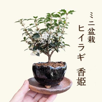 ミニ盆栽 鉢の商品一覧 通販 - Yahoo!ショッピング ミニ盆栽 鉢の商品一覧 通販 - Yahoo!ショッピング