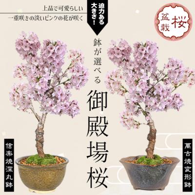 御殿場桜のおすすめ人気商品一覧 通販 - Yahoo!ショッピング