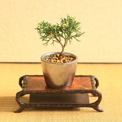 ミニ盆栽 真柏のおすすめ人気商品一覧 通販 - Yahoo!ショッピング