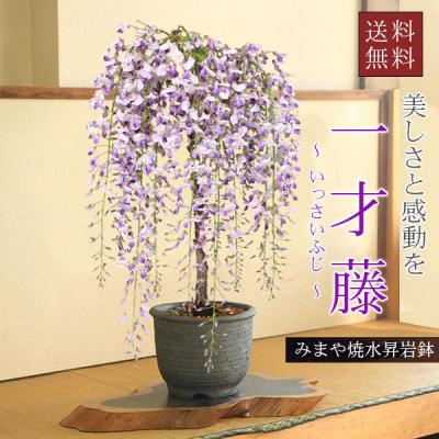 盆栽 藤のおすすめ人気商品一覧 通販 - Yahoo!ショッピング