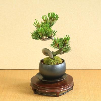 松 鉢植えのおすすめ人気商品一覧 通販 - Yahoo!ショッピング