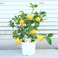 実がいっぱい♪庭木・植木・苗木：レモン（れもん）檸檬　果樹 特良品　収穫 柑橘 実物 鉢植え 